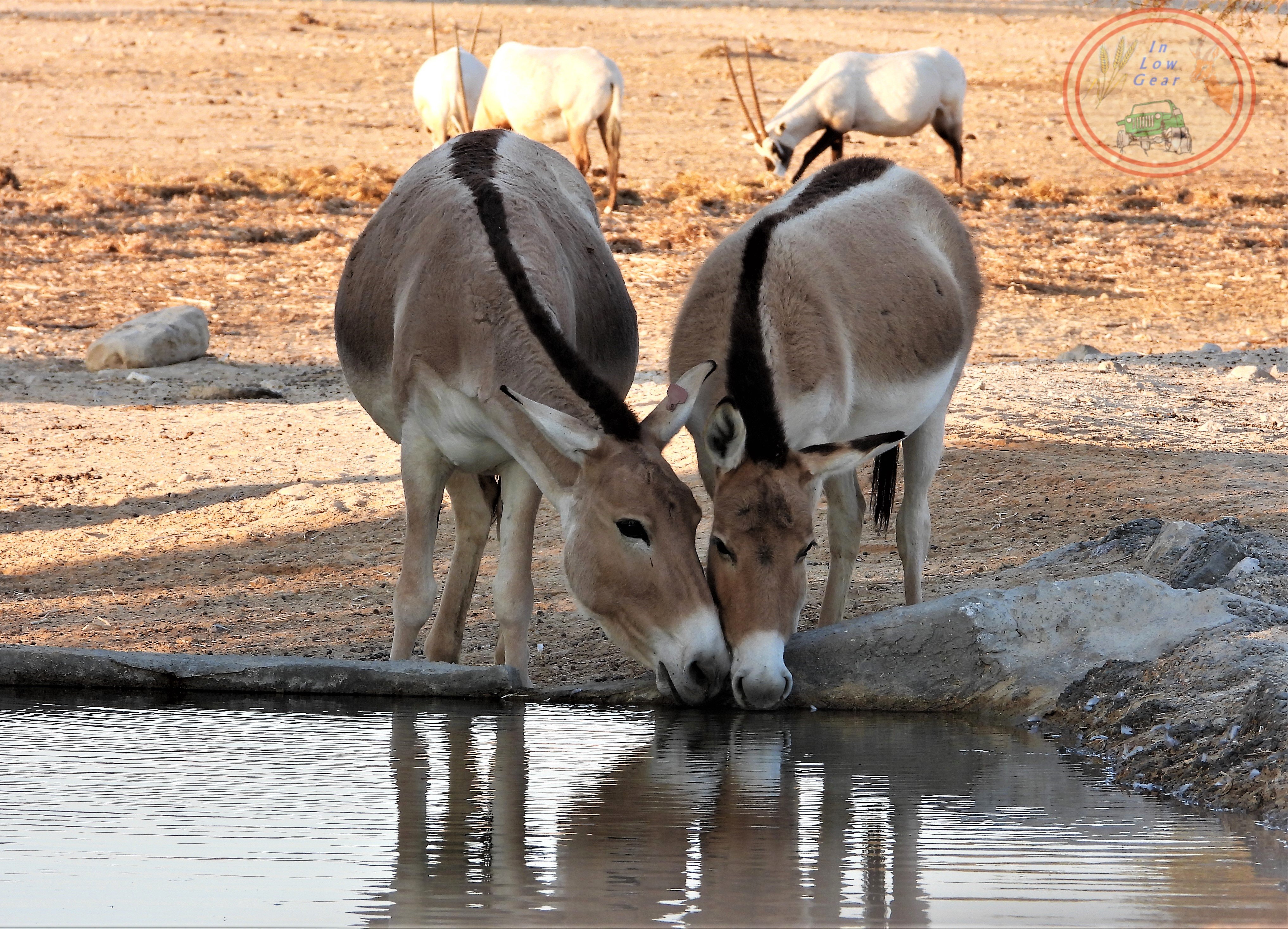 Restoration of Biblical wild life in Israel image credit: Yahav Tsimiring