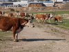 מרעה עמק איילון.  Ayalon valley grazing cattle